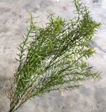 Cây Giả - Cây Hương Thảo 5 Nhánh 65 Cm