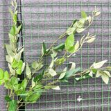Cây Giả-Cây Lộc 5 Nhánh 80Cm