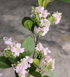 Hoa Giả - Hoa Linh Sam Hồng Phấn 80 Cm