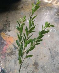 Cây Giả Cây Trầu Bà Lá Vàng 50cm