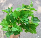 Cây Giả-Cây Nho Giả 5 Nhánh 45Cm