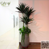 Thi công Dự Án Trang Trí Tổ Hợp Văn Phòng Cho Thuê Tòa Nhà 75 Tam Trinh