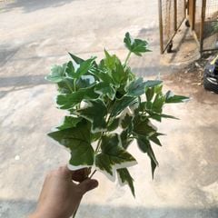 Cây Giả Cây Ngân Hậu 50cm