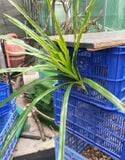 Cây Giả-Cây Nếp Thơm 70 Cm