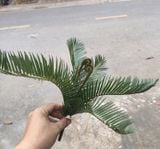 Cây Giả Cây Vạn Tuế 6 nhánh 35 cm