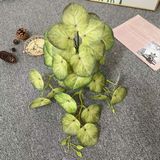 Chùm Dây Leo Trầu Bà Đồng Tiền Gân Đỏ Cao Cấp 50 Cm