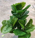 Cây Giả - Cây Bàng Singapo 3 Nhánh 100Cm