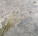 Cành Giả - Cành SaLix 3 Nhánh 100Cm Nhiều Màu