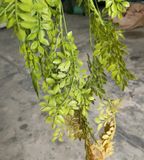Chùm Dây Leo Giả - Chùm Lá Ngâu Đuôi Đỏ 5 Nhánh