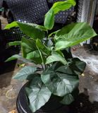 Cây Giả - Cây Trầu Bà Lá Xanh 18 Lá 75 Cm