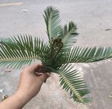 Cây Giả Cây Vạn Tuế 6 nhánh 35 cm