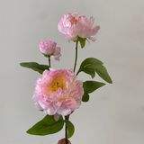 Hoa Giả Mẫu Đơn 3 Bông Phớt Cánh