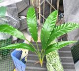 Cây Giả-Cây Ráng Ổ Phụng 7 Nhánh 95cm