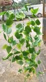 Cây Giả -Chùm Dây Leo Trầu Bà 5 Nhánh 100cm Lá Nhỏ