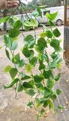 Cây Giả-Chùm Dây leo Thường Xuân 5 Nhánh 100cm Lá Nhỏ