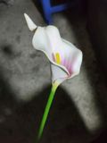 Hoa Giả-Hoa Rum Ngoại 1 Bông 35Cm Trắng Lòng Hồng