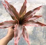 Cây Giả-Cây Huyết Dụ 30 Cm