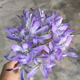 Hoa Giả - Chùm Hoa Thanh Anh 70 Cm