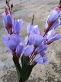 Hoa Giả-Hoa Mộc Lan Lụa 5 Nhánh 45 Cm Xanh Dương Nhạt