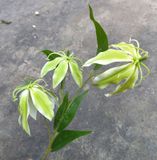 Hoa Giả - Hoa Bỉ Ngạn 3 Bông Xanh Lá