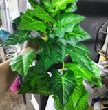 Cây Giả Cây Tróc Bạc 50 cm