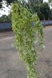 Chùm Cây Lá Rủ Cây Nhài Điểm Bạc 75 Cm