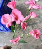 Hoa Giả - Hoa Lay Ơn 80Cm Màu Hồng