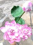 Hoa Giả-Hoa Sen 2 Bông 1 Nụ 110Cm