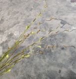 Cành Giả - Cành SaLix 3 Nhánh 100Cm Nhiều Màu