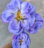 Hoa Giả-Hoa Cúc Pháp 3 Bông 70Cm Xanh Tím