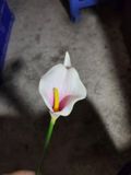 Hoa Giả-Hoa Rum Ngoại 1 Bông 35Cm Trắng Lòng Hồng