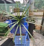 Cây Giả-Cây Nếp Thơm 70 Cm