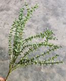 Cây Giả - Cây Lan Tim 5 Nhánh 45 Cm