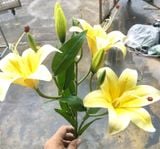 Hoa Giả-Hoa Ly 3 Bông 50cm