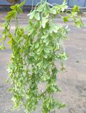 Chùm Cây Lá Rủ Cây Nhài Điểm Bạc 75 Cm