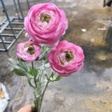 Hoa Giả-Hoa Trà Thân Mốc Cao Cấp 60cm