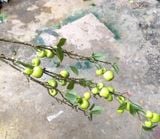 Cành Giả-Cành Táo Xanh 3 Nhánh 100Cm