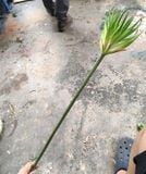 Hoa Giả - Hoa Phúc Lộc 80 Cm