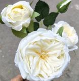 Hoa Giả-Hoa Hồng David Austin 2 Bông 2 Nụ 75Cm
