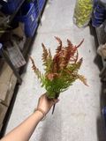 Cây giả dương xỉ ngọn đỏ 7 nhánh - 50 cm