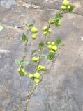 Cành Giả-Cành Táo Xanh 3 Nhánh 100Cm