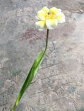 Hoa Giả - Hoa TuLip 1 Bông 55 Cm Nhiều Màu