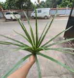Cây Giả-Cây Nếp Thơm 70 Cm