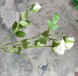 Hoa Giả-Hoa Hồng Baby 2 Bông 2 Nụ 47Cm Trắng