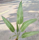 Cây Giả-Cây Chuối Nhật 7 Lá 70Cm