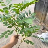 Cây Giả- Nam Thiên Trúc 2 Ngọn 100cm