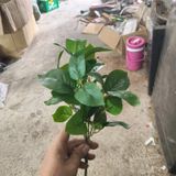 Cây Giả Cây Nguyệt Quế 5 Nhánh 35cm
