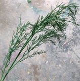 Cây Giả - Cành Liễu Điểm 5 Nhánh 100 Cm