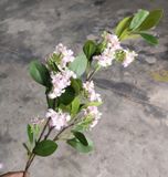 Hoa Giả - Hoa Linh Sam Hồng Phấn 80 Cm