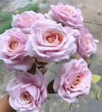 Hoa Giả-Hoa Hồng EcuaDo 7 Bông 35Cm Hồng Nhạt